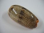Oliva funabralis